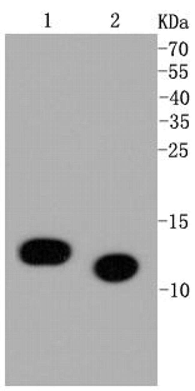 H4K5ac Antibody in Western Blot (WB)