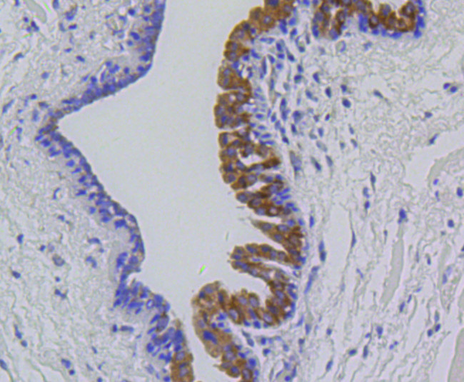 MMP12 Antibody in Immunohistochemistry (Paraffin) (IHC (P))