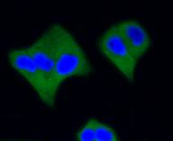 Active Caspase 3 Antibody in Immunocytochemistry (ICC/IF)