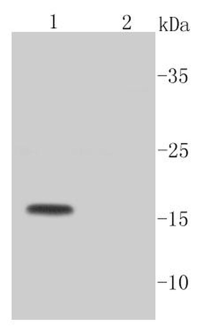 Active Caspase 3 Antibody in Western Blot (WB)