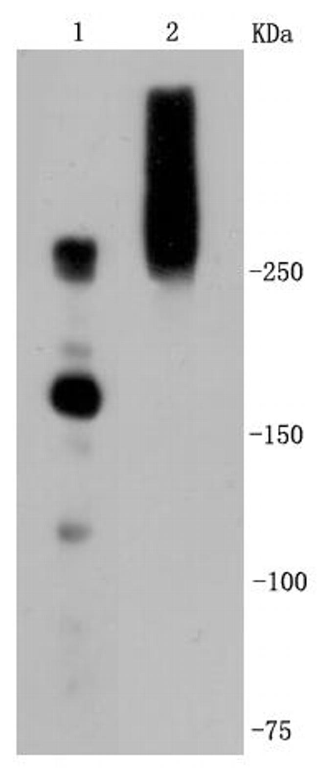 IGF2R Antibody in Western Blot (WB)