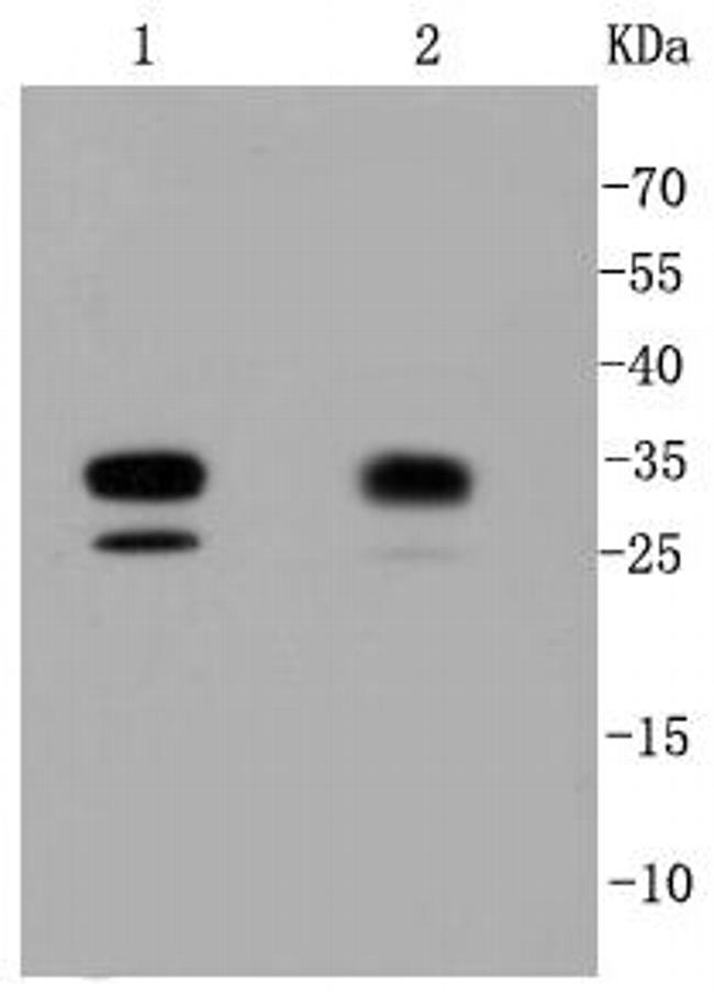 CDK2 Antibody in Western Blot (WB)