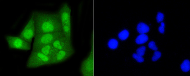 HP1 alpha Antibody in Immunocytochemistry (ICC/IF)