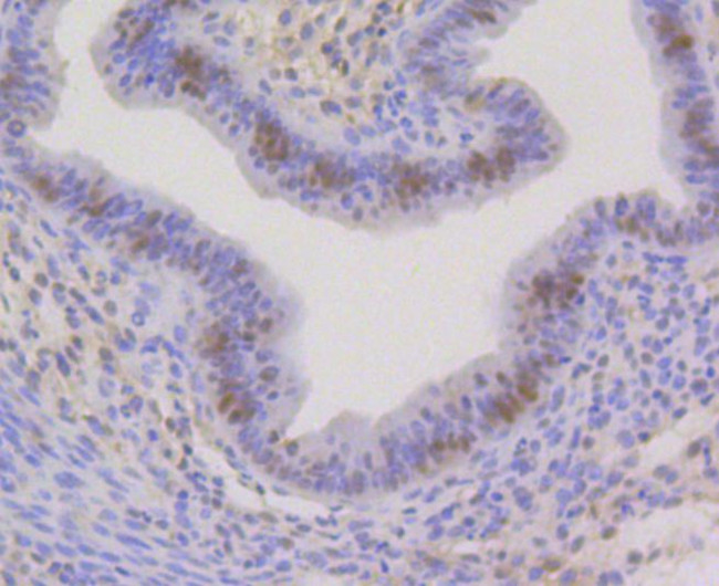 HP1 alpha Antibody in Immunohistochemistry (Paraffin) (IHC (P))