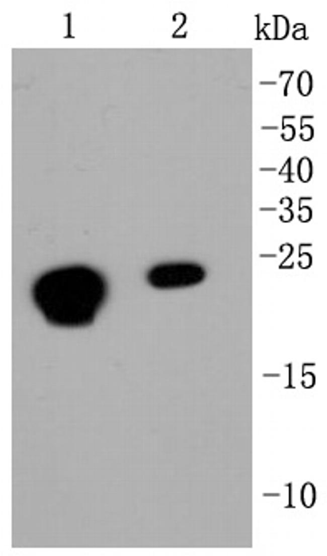 HP1 alpha Antibody in Western Blot (WB)