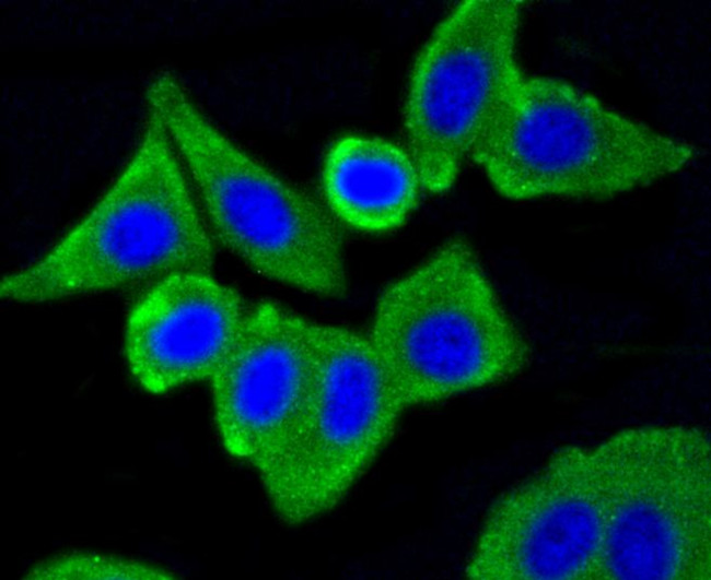 Caveolin 1 Antibody in Immunocytochemistry (ICC/IF)