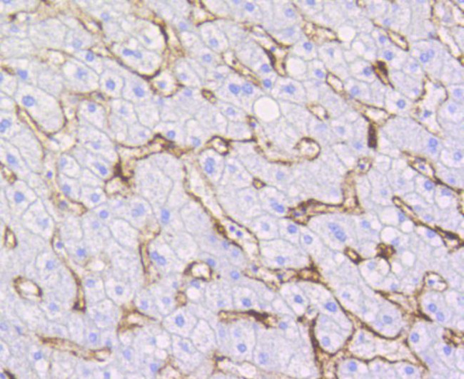 Caveolin 1 Antibody in Immunohistochemistry (Paraffin) (IHC (P))