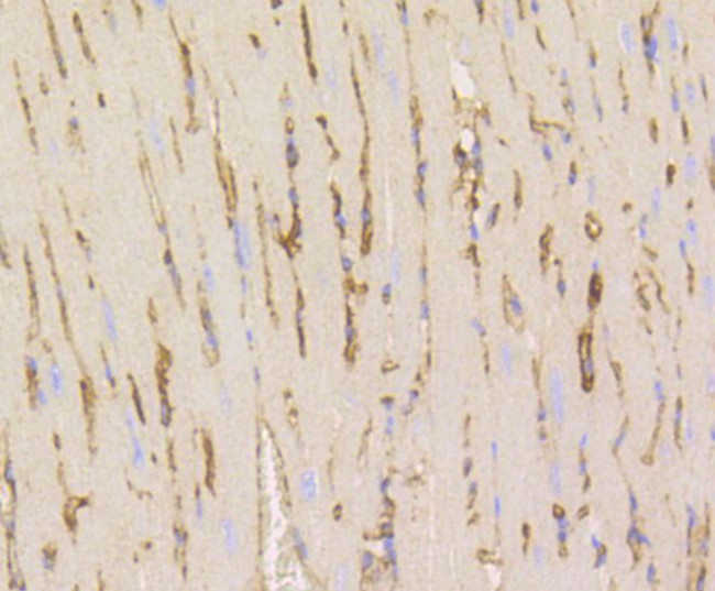 Caveolin 1 Antibody in Immunohistochemistry (Paraffin) (IHC (P))