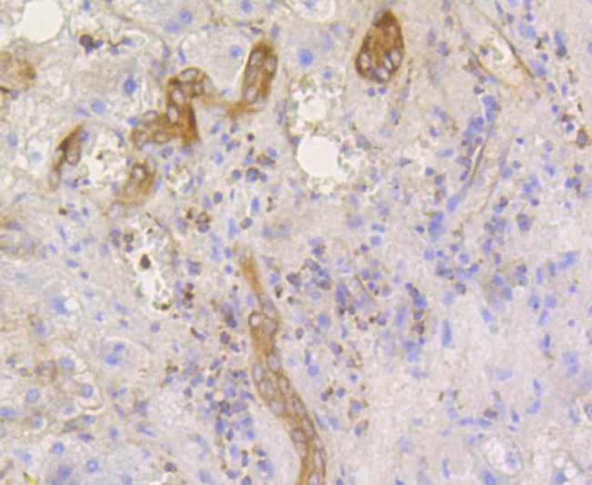 Phospho-EIF2S1 (Ser51) Antibody in Immunohistochemistry (Paraffin) (IHC (P))