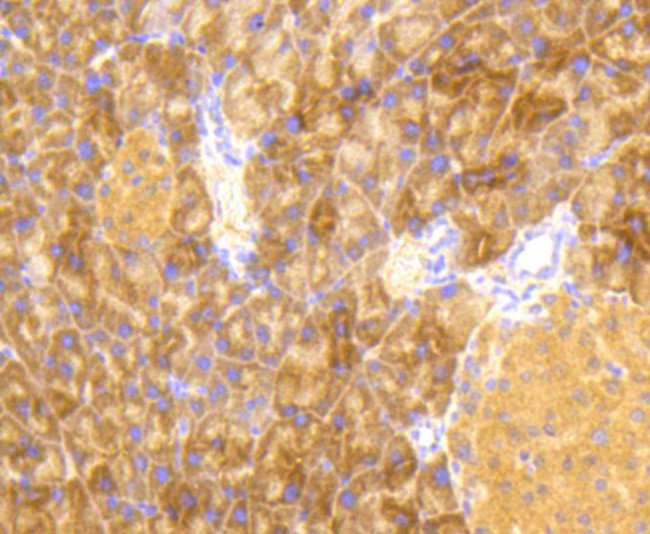 Phospho-EIF2S1 (Ser51) Antibody in Immunohistochemistry (Paraffin) (IHC (P))