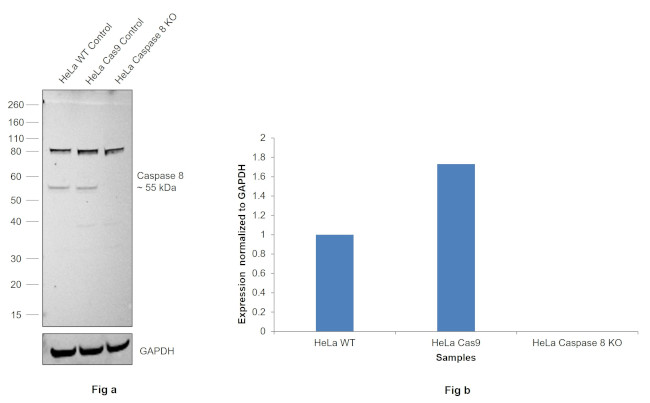 Caspase 8 Antibody in Western Blot (WB)