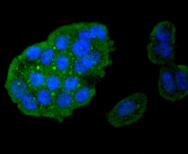 Caspase 8 Antibody in Immunocytochemistry (ICC/IF)