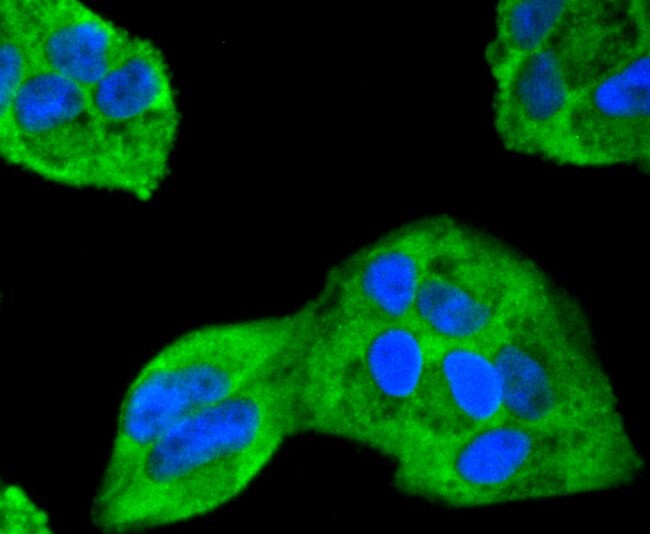 ERK2 Antibody in Immunocytochemistry (ICC/IF)