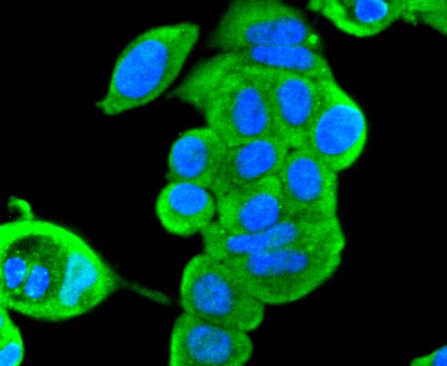 ERK2 Antibody in Immunocytochemistry (ICC/IF)