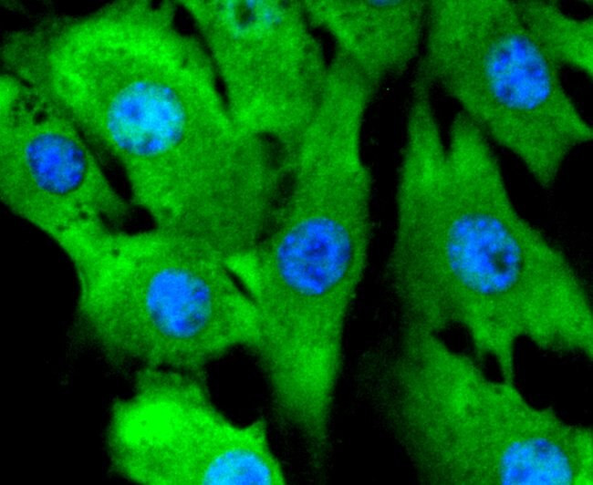 ERK2 Antibody in Immunocytochemistry (ICC/IF)