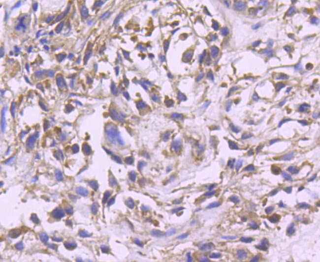 ERK2 Antibody in Immunohistochemistry (Paraffin) (IHC (P))