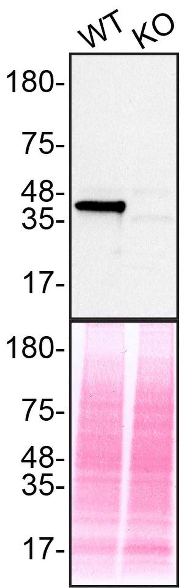 ERK2 Antibody in Western Blot (WB)