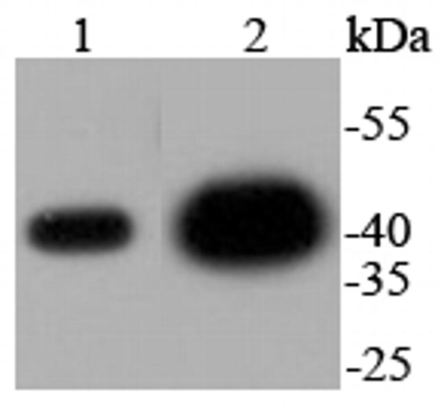 ERK2 Antibody in Western Blot (WB)