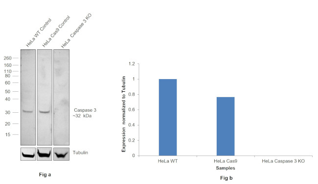 pro-Caspase 3 Antibody