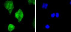 pro-Caspase 3 Antibody in Immunocytochemistry (ICC/IF)