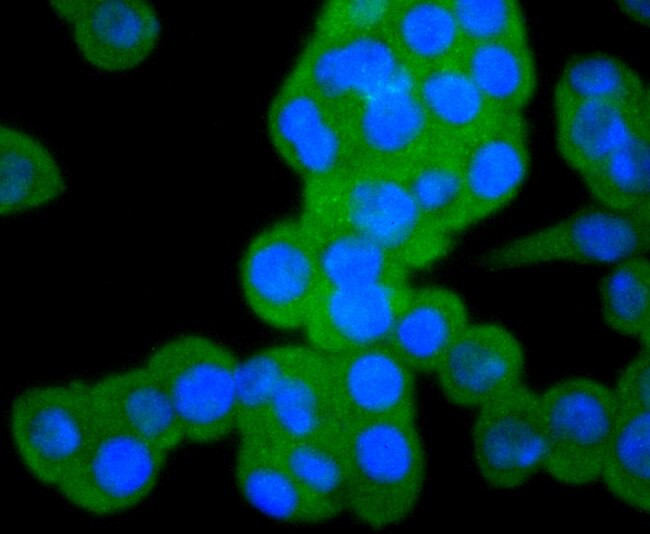 pro-Caspase 3 Antibody in Immunocytochemistry (ICC/IF)