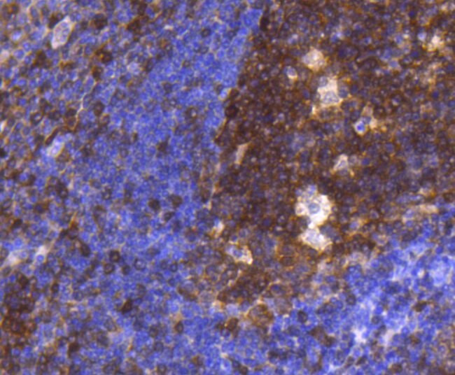 pro-Caspase 3 Antibody in Immunohistochemistry (Paraffin) (IHC (P))