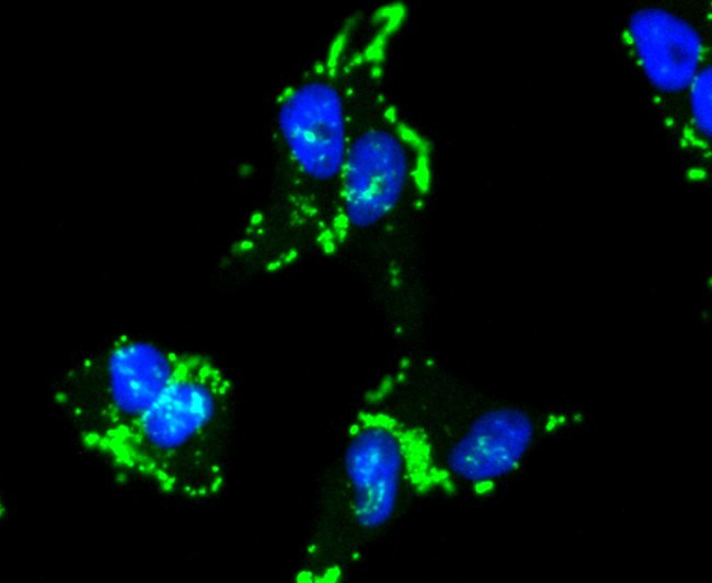 Caspase 9 Antibody in Immunocytochemistry (ICC/IF)