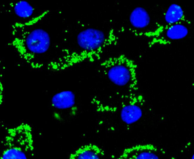 Caspase 9 Antibody in Immunocytochemistry (ICC/IF)