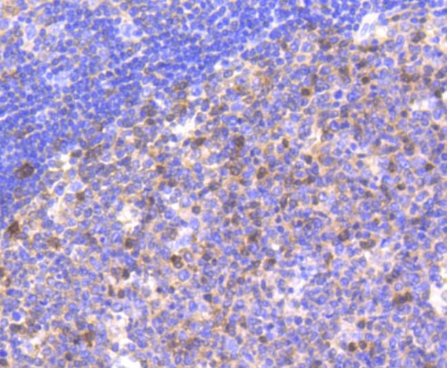 Caspase 9 Antibody in Immunohistochemistry (Paraffin) (IHC (P))