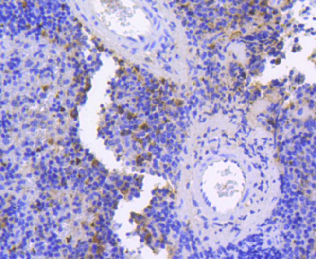 Caspase 9 Antibody in Immunohistochemistry (Paraffin) (IHC (P))