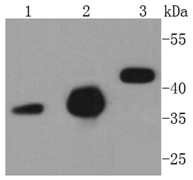 Caspase 9 Antibody in Western Blot (WB)