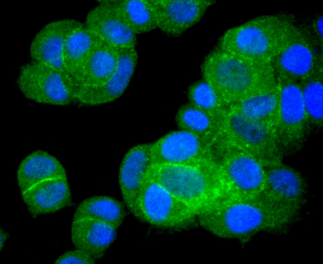 BCL-XL Antibody in Immunocytochemistry (ICC/IF)