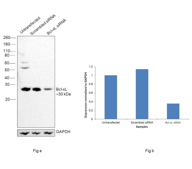 BCL-XL Antibody in Western Blot (WB)