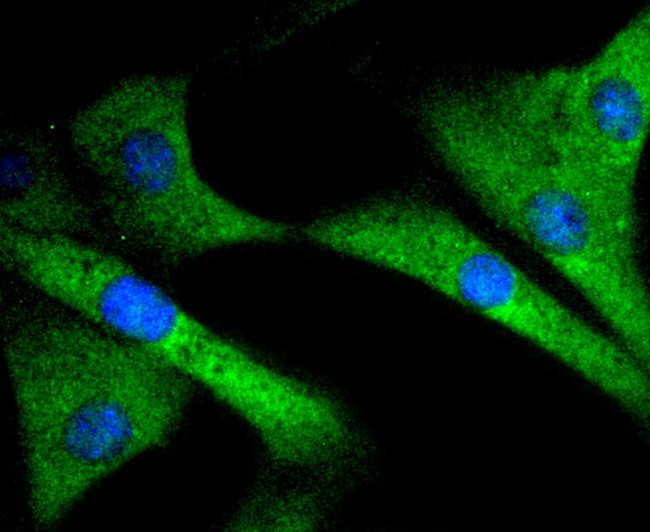 SIRT1 Antibody in Immunocytochemistry (ICC/IF)