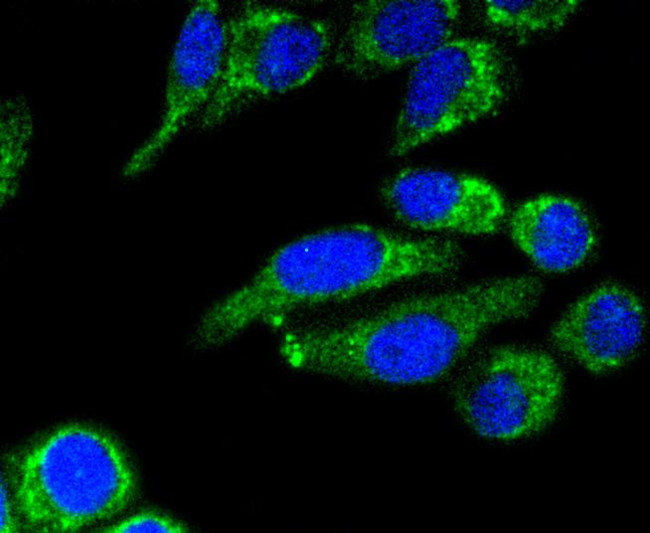 AIF Antibody in Immunocytochemistry (ICC/IF)