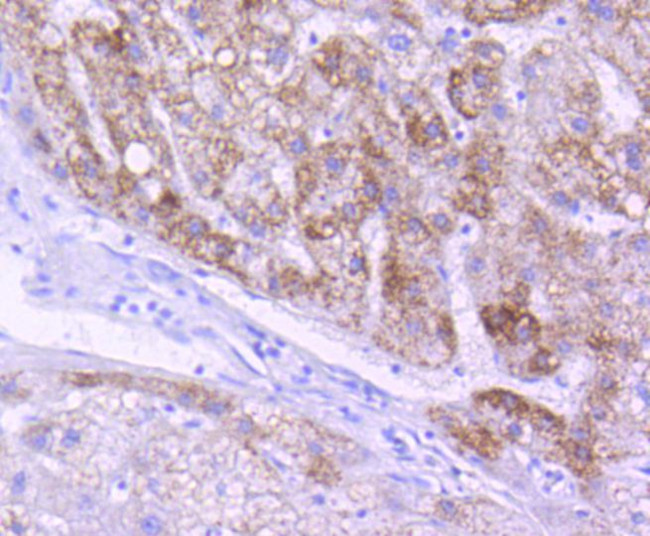 AIF Antibody in Immunohistochemistry (Paraffin) (IHC (P))