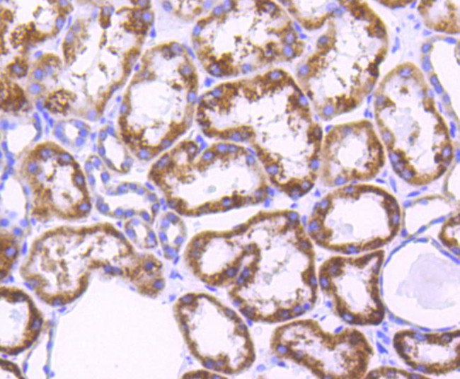 AIF Antibody in Immunohistochemistry (Paraffin) (IHC (P))