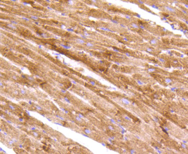 AIF Antibody in Immunohistochemistry (Paraffin) (IHC (P))