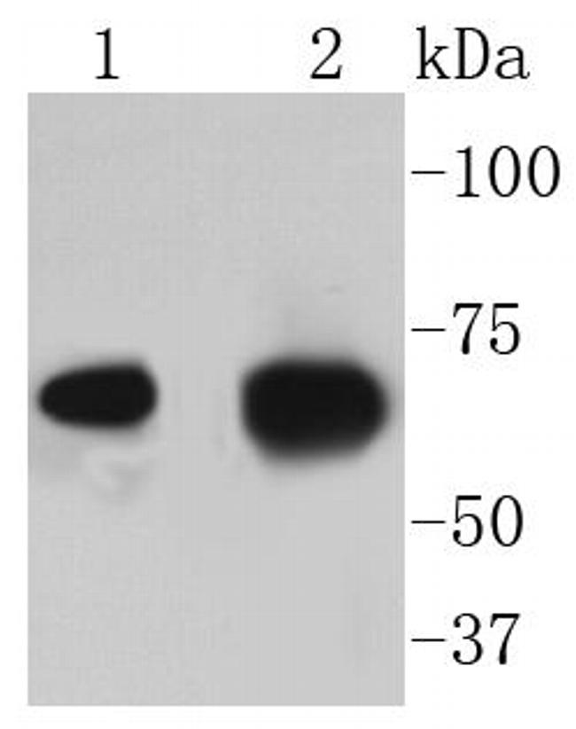 AIF Antibody in Western Blot (WB)