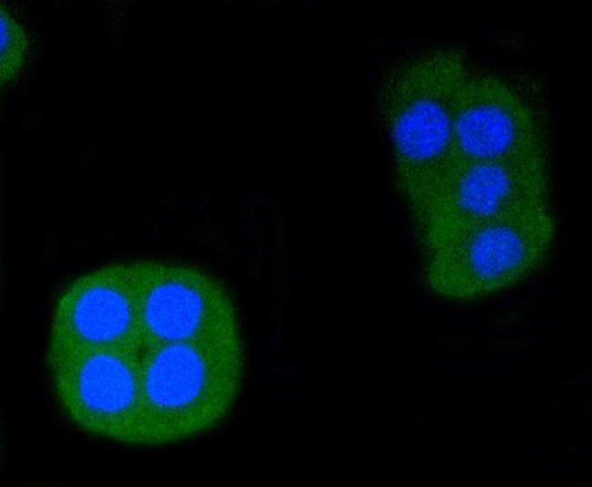 ERG Antibody in Immunocytochemistry (ICC/IF)