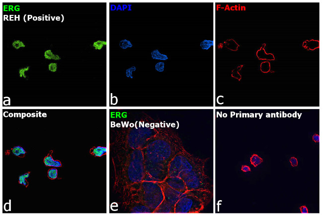 ERG Antibody in Immunocytochemistry (ICC/IF)