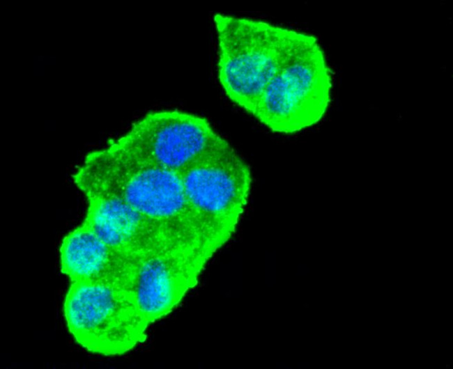 VEGF Antibody in Immunocytochemistry (ICC/IF)