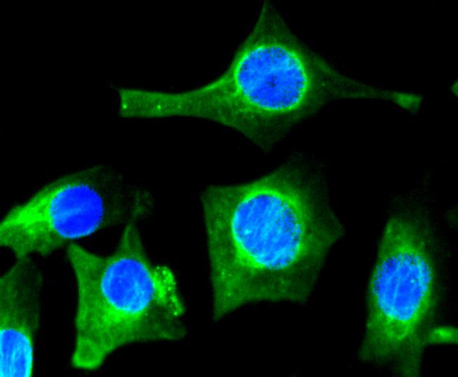 VEGF Antibody in Immunocytochemistry (ICC/IF)