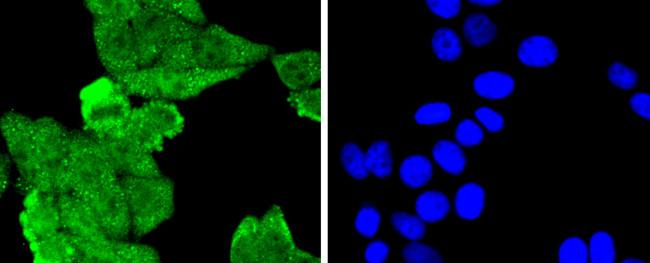 MLH1 Antibody in Immunocytochemistry (ICC/IF)