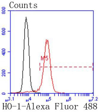 HO-1 Antibody in Flow Cytometry (Flow)