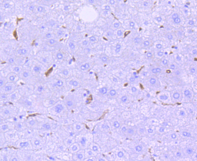 HO-1 Antibody in Immunohistochemistry (Paraffin) (IHC (P))