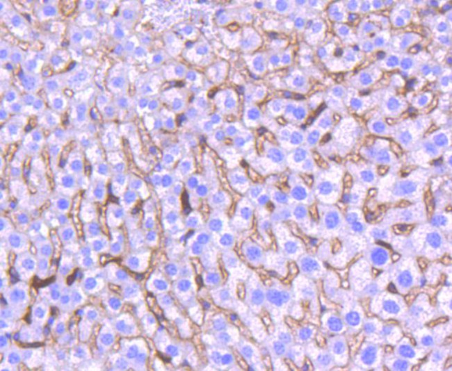 HO-1 Antibody in Immunohistochemistry (Paraffin) (IHC (P))