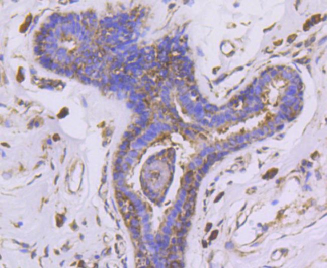 PHD1 Antibody in Immunohistochemistry (Paraffin) (IHC (P))