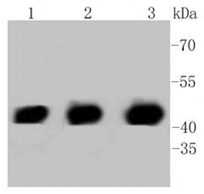 PHD1 Antibody in Western Blot (WB)