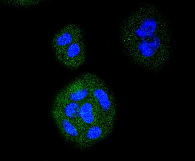 VEGF Receptor 1 Antibody in Immunocytochemistry (ICC/IF)